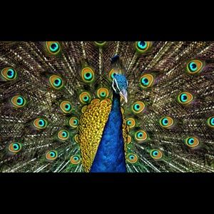 Meet your Posher, Payton